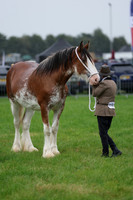 Heavy horse