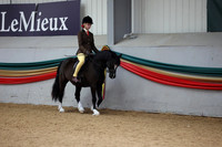 Riding club horse