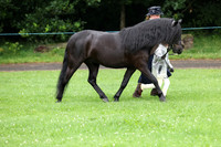 Young handler & Junior Equitation
