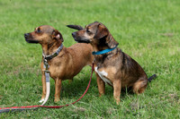 Dog show