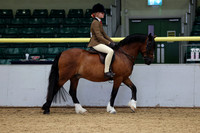 Riding Club Horse