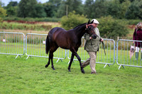 Part breed and Anglo Arab