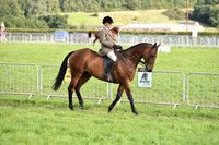 Racehorses