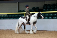 Riding club horse