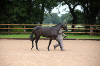 Ring 3 Riding horse breeding